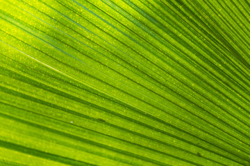 Sunlight on Palm green leaf pattern : use for nature product.