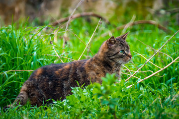 Vogel Fang Jung Lenz Katze im Bauer Hof Garten Frueh Jahr 2018