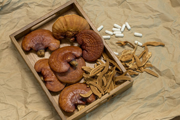 Lingzhi Mushroom