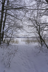 Beautiful Winter forest