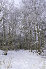 Beautiful Winter forest