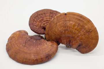 Lingzhi Mushroom