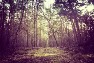 Forest trees background with path