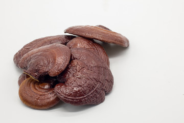 Lingzhi Mushroom