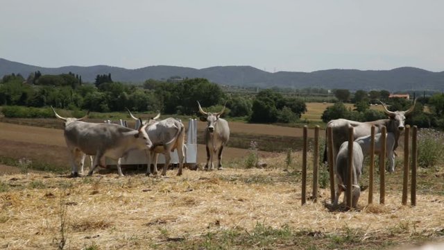 Grazing Cows In An Fence, Vacche Maremmane