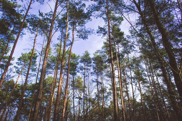 Forest trees, nature wood blue sky background
