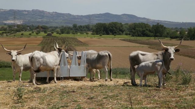 Grazing Cows In An Fence, Vacche Maremmane