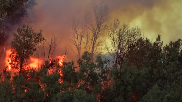 California Wildfire. Burning Desert Bushes. Fire Flames As High As Trees Line