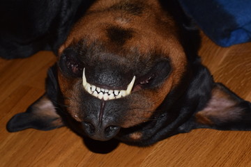 Smiling sleeping dog
