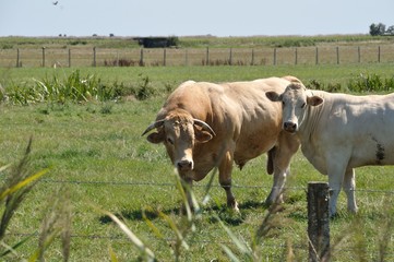 Cows in meadows