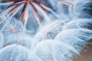 delicate blue of the air seeds of a dandelion flower growing in the Sunny meadow