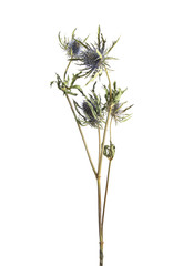 Flower of thistle on white background isolated