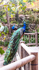 Naklejka premium Peacock bird