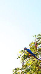 Macaw tree