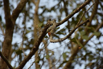 hind on bush