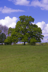 Fototapeta na wymiar Oak Tree Quercus robur)