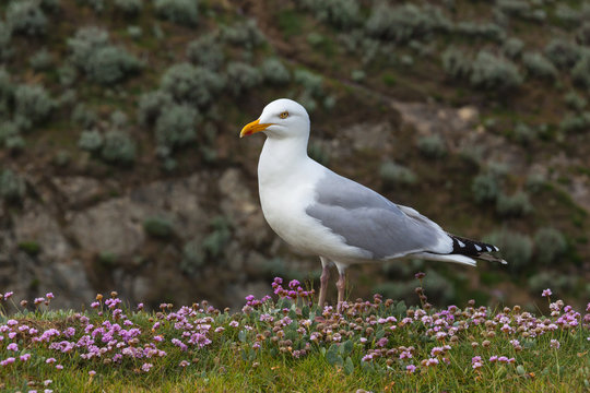 One seagull on the rocky blossoming coast in Brittany in spring sunny day, France.