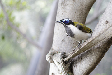 Blue-faced honeyeater (entomyzon cyanotis), also known as a bananabird perched on a branch