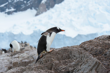Fototapeta premium Gentoo penguin on rock