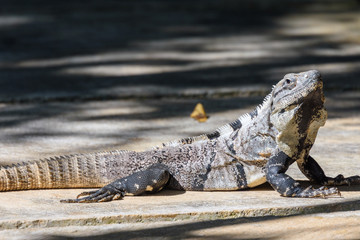 Wild Black spiny-tailed iguana, Black iguana, or Black ctenosaur. Riviera Maya, Cancun, Mexico.