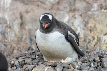 Gentoo penguin's chicks in nest