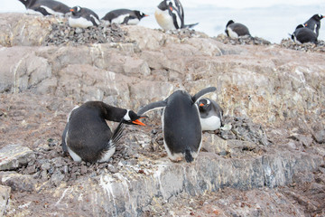 Gentoo penguin catch another by beak