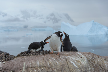 Gentoo penguin catch another by beak