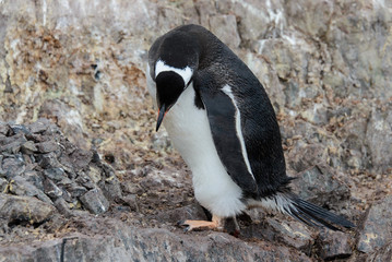 Gentoo penguin on rock