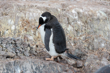 Fototapeta premium Gentoo penguin scratching