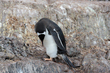 Naklejka premium Gentoo penguin on rock