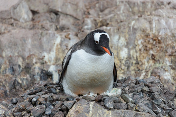Fototapeta premium Gentoo penguin with egg in nest