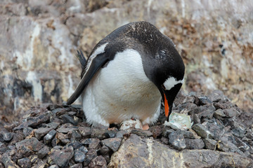 Fototapeta premium Gentoo penguin with egg in nest