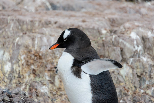 Gentoo penguin on rock