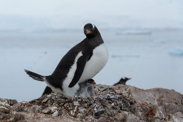 Naklejka premium Gentoo penguin with chicks in nest