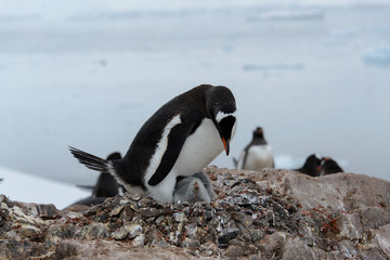 Obraz premium Gentoo penguin with chicks in nest