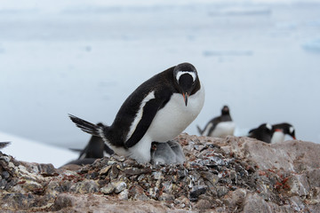 Fototapeta premium Gentoo penguin with chicks in nest