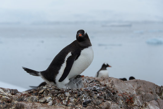 Gentoo penguin with chicks in nest