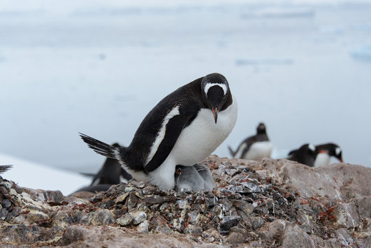 Gentoo penguin with chicks in nest