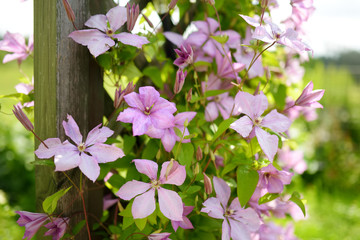 Flowering pink clematis in the garden - obrazy, fototapety, plakaty