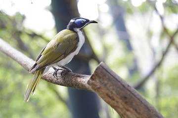 Blue-faced honeyeater (entomyzon cyanotis), also known as a bananabird perched on a branch