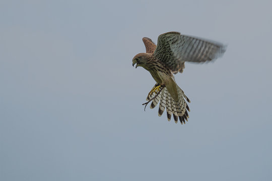 photo of a Common Kestrel hovering in the sky