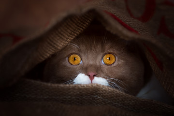 Katzenaugen - BKH Katze guckt unter Decke hervor - edel