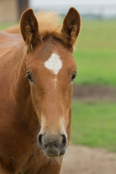 photo portrait of a Suffolk Punch foal