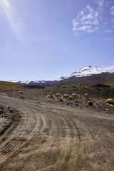 Fototapeta na wymiar Atacama Desert Road With Vicunas, the Andes, and a Clear Sky