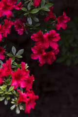 Pinke Azaleen im Garten im Frühling