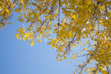 autumn yellow