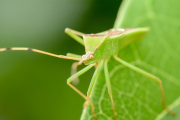 The green grasshopper on leaf on a nature background.