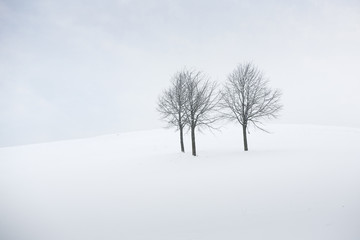 Drei kahle Bäume in Schneelandschaft
