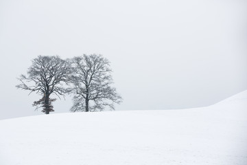 Zwei kahle Bäume in Winterlandschaft