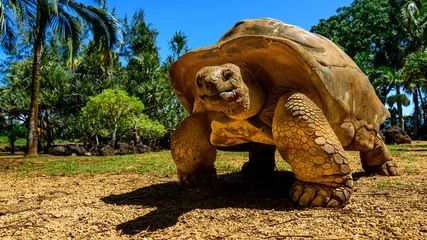 Foto op Canvas Reuzenschildpad bedreigde diersoorten lopen langzaam © Jan